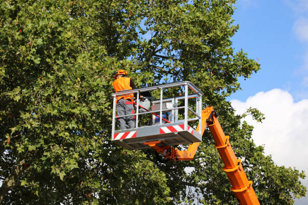 Best Hedge Trimming  in Fanwood, NJ